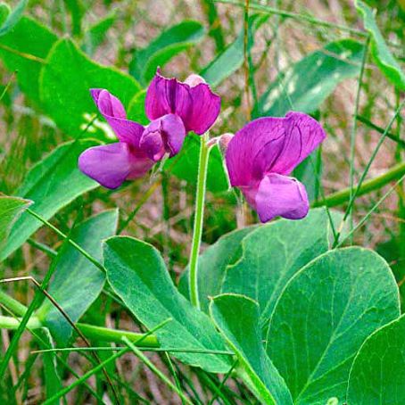 lathyrus 5 - sangele voinicului