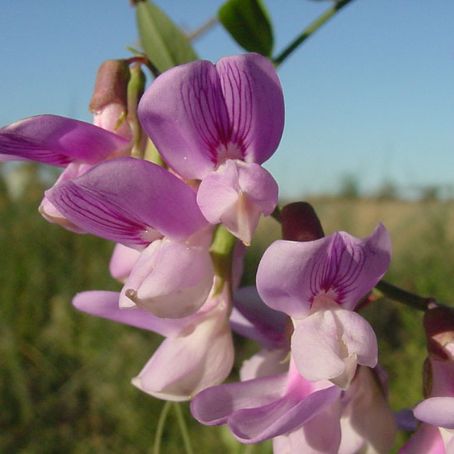 lathyrus 1 - sangele voinicului