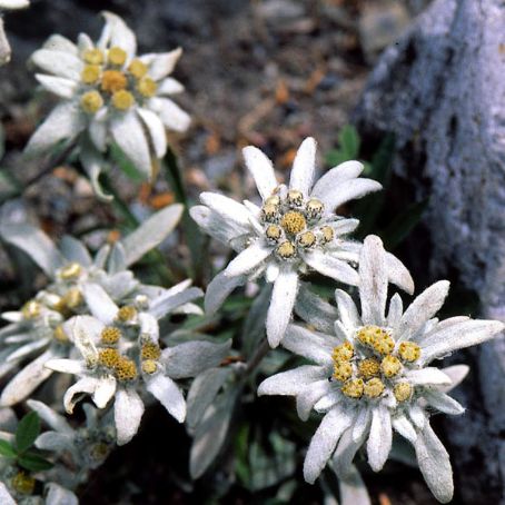 leontopodium 2 - floare de colt