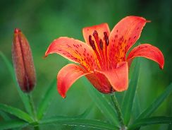 lilium-crin