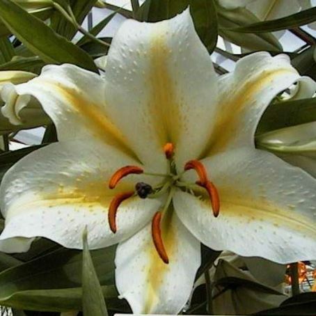 lilium 3 - crin