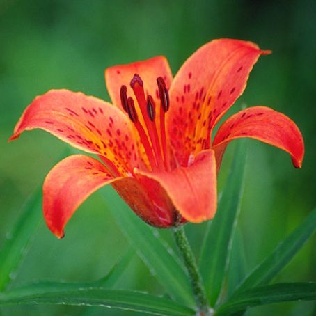 lilium 5 - crin