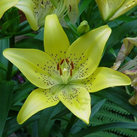 lilium 1 - crin