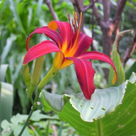 lilium 2 - crin