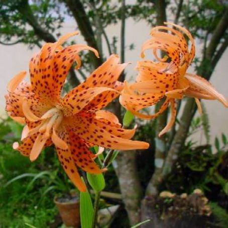 lilium 4 - crin