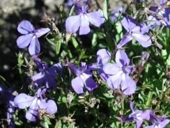 lobelia-lobelia