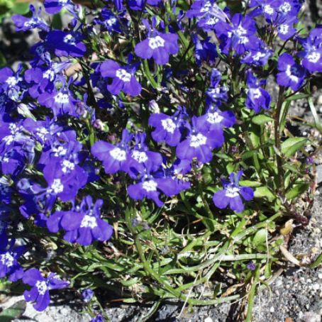lobelia 2 - lobelia