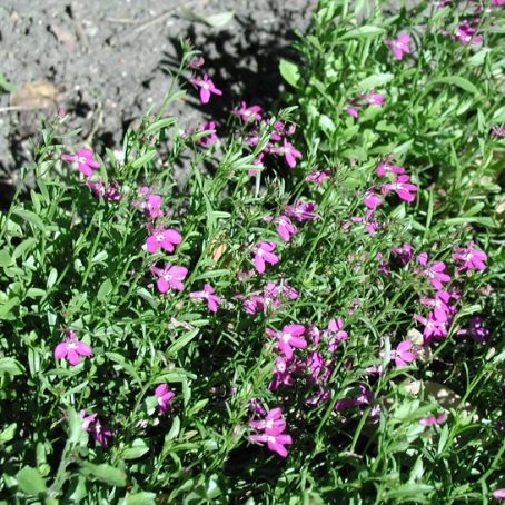 lobelia 1 - lobelia
