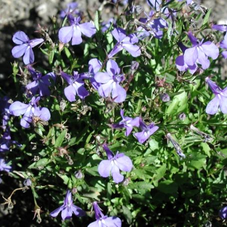 lobelia 4 - lobelia