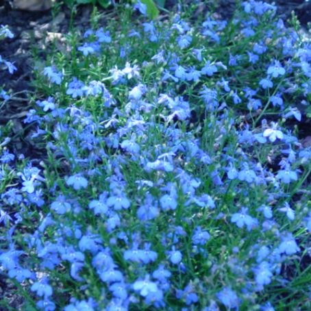 lobelia 3 - lobelia