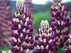 ../plante-si-flori/photos/gradina/lupinus-5313565.jpg