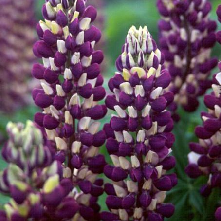 lupinus 2 - cafelute