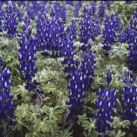 lupinus 1 - cafelute