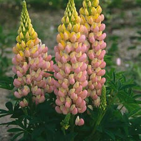 lupinus 3 - cafelute