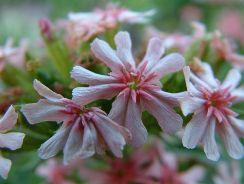 lychnis-opatel