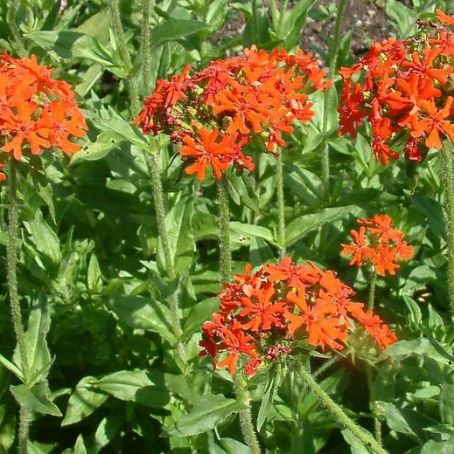 lychnis 2 - opatel
