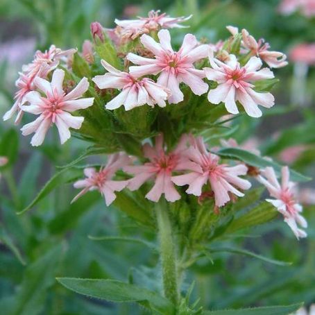 lychnis 4 - opatel