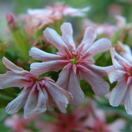 lychnis 3 - opatel