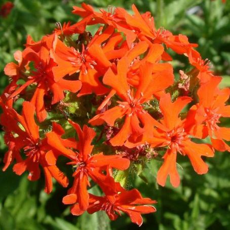 lychnis 1 - opatel