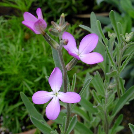 matthiola 2 - mixandra