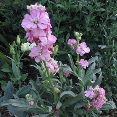 matthiola 4 - mixandra