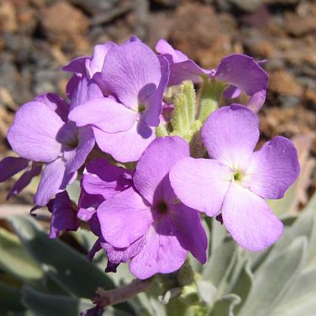 matthiola 5 - mixandra