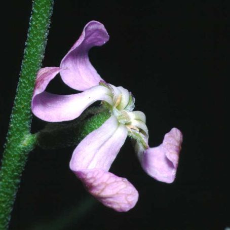 matthiola 3 - mixandra