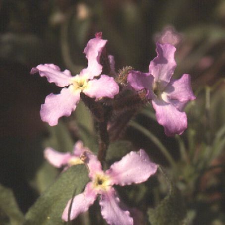 matthiola 1 - mixandra