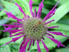 monarda-menta-decorativa