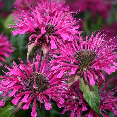 monarda 2 - menta decorativa