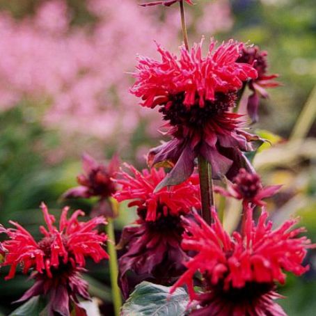 monarda 4 - menta decorativa