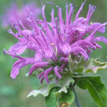monarda 3 - menta decorativa