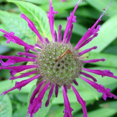 monarda 1 - menta decorativa