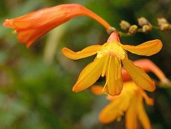 montbretia-montbretia