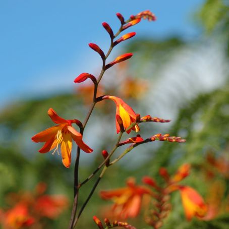 montbretia 5 - montbretia