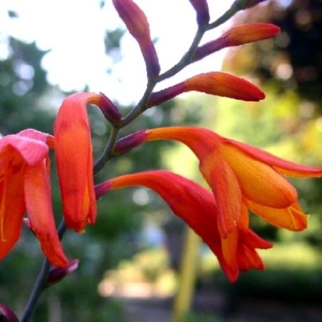 montbretia 1 - montbretia