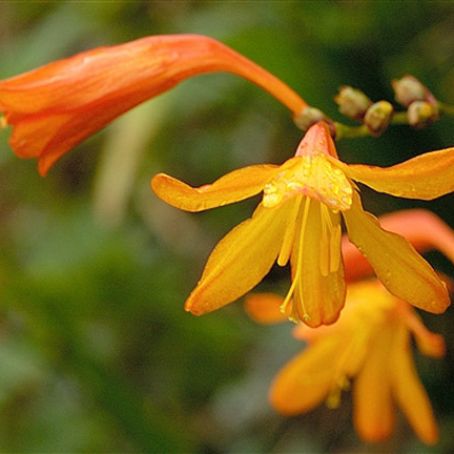 montbretia 2 - montbretia