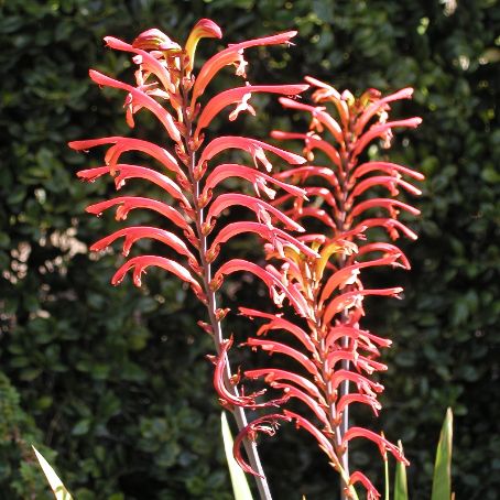 montbretia 4 - montbretia