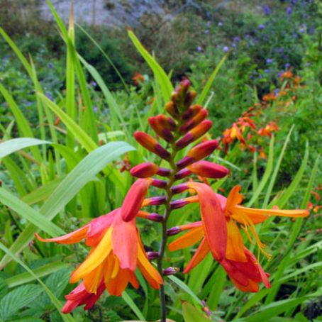 montbretia 3 - montbretia