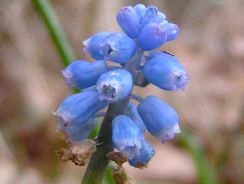 muscari-muscari