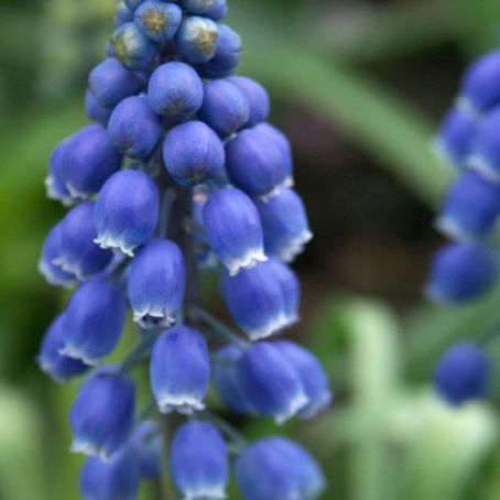 muscari 4 - muscari