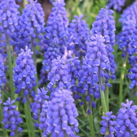 muscari 3 - muscari