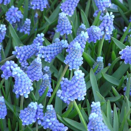 muscari 5 - muscari