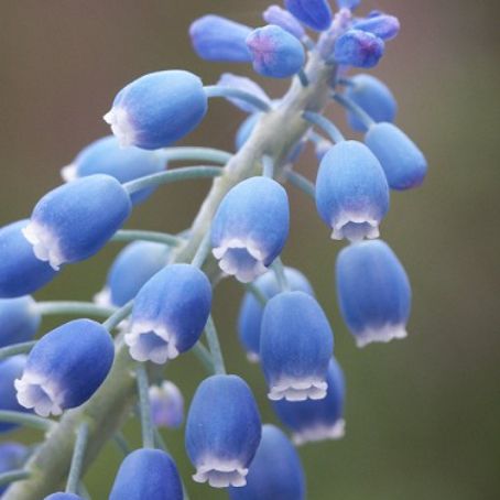 muscari 2 - muscari