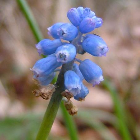 muscari 1 - muscari