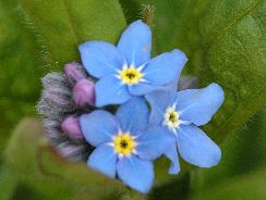 myosotis-nu-ma-uita