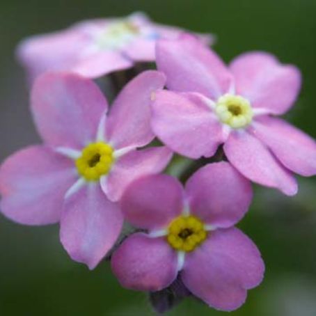 myosotis 3 - nu ma uita