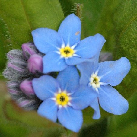 myosotis 1 - nu ma uita