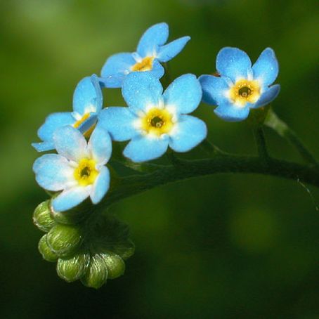 myosotis 5 - nu ma uita