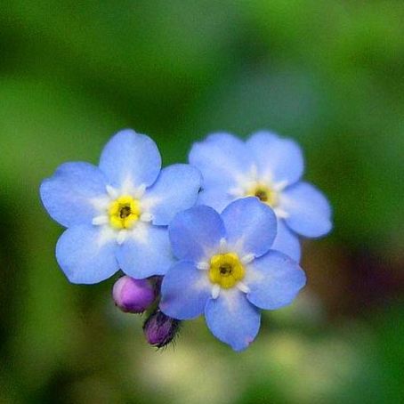 myosotis 2 - nu ma uita